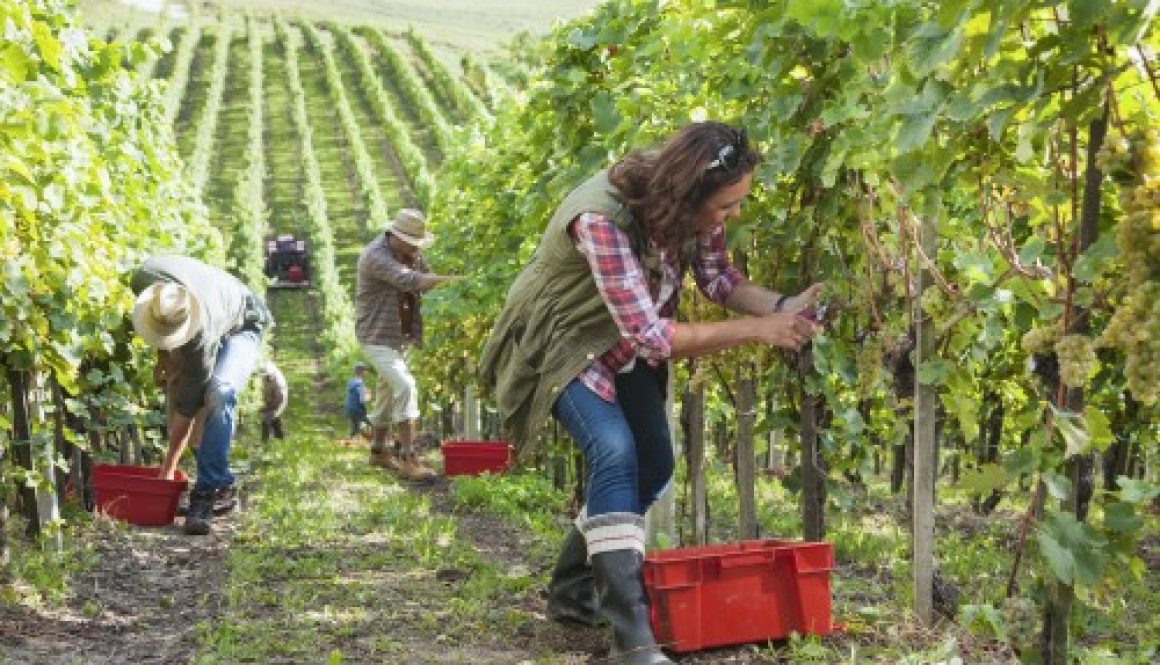 Exonération des travailleurs agricoles occasionnels : où en est-on ?