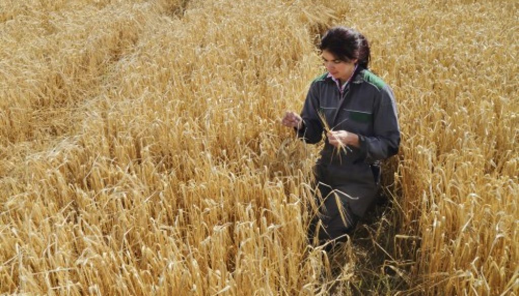 La transmission des exploitations agricoles est encouragée