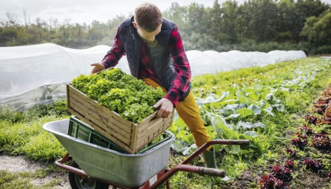 Prorogation de deux crédits d'impôt spécifiques aux exploitants agricoles