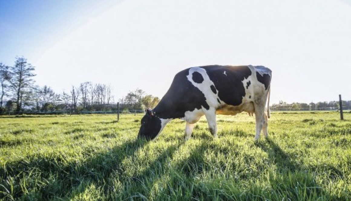 Loi d'orientation agricole : les principales mesures
