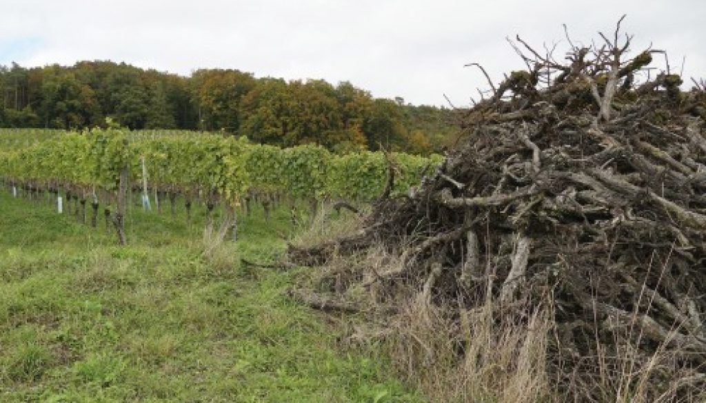 Viticulture : report de la date limite pour l'arrachage des vignes