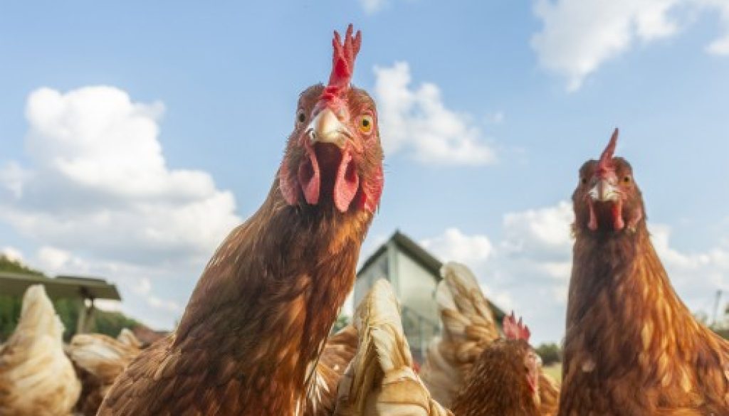 Aviculture : aide aux éleveurs de poules pondeuses affectés par la grippe aviaire
