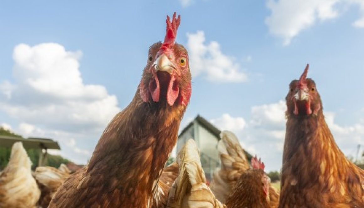 Aviculture : aide aux éleveurs de poules pondeuses affectés par la grippe aviaire