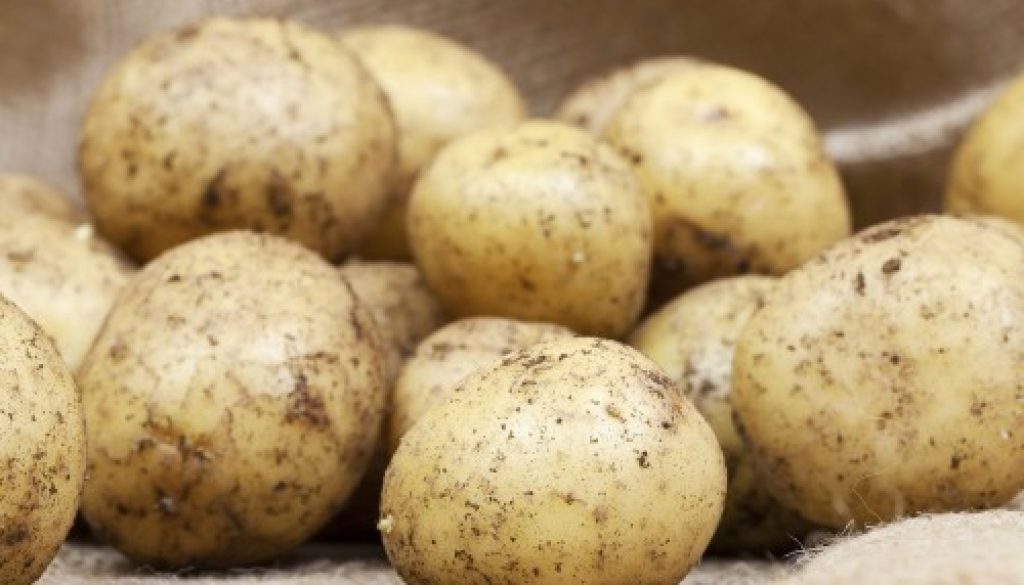 Producteurs de pommes de terre : déclarez vos surfaces !