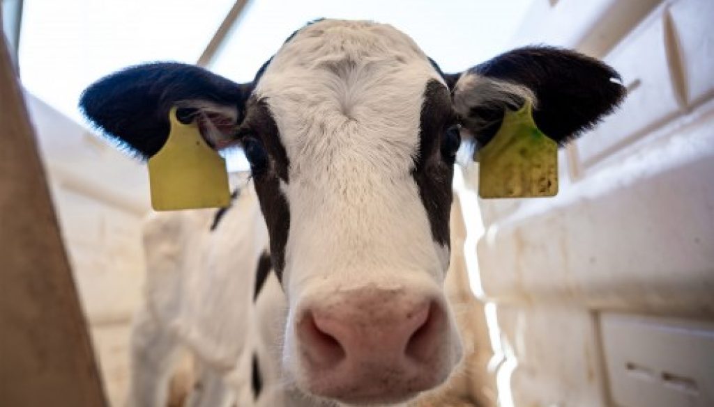 Elevage bovin : revalorisation des montants de l'aide 2024
