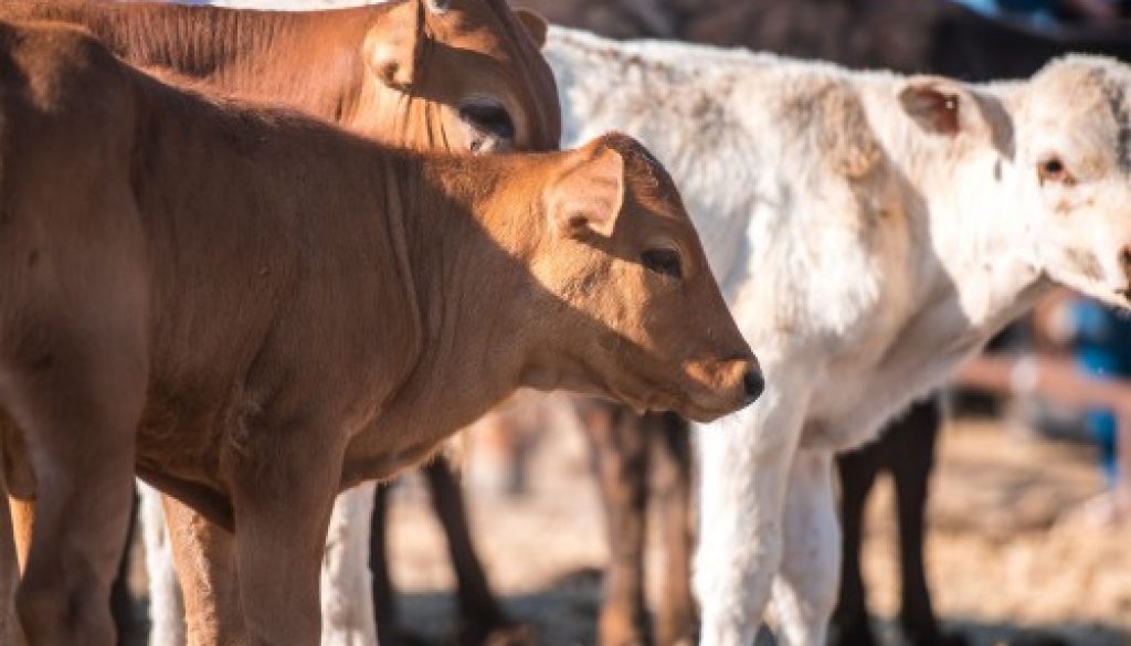 Élevage bovin : indemnisation des éleveurs impactés par la dermatose nodulaire contagieuse
