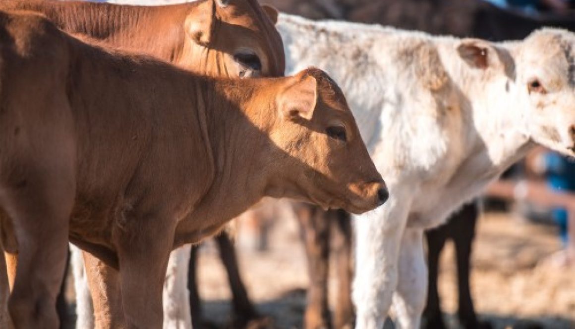 Élevage bovin : indemnisation des éleveurs impactés par la dermatose nodulaire contagieuse