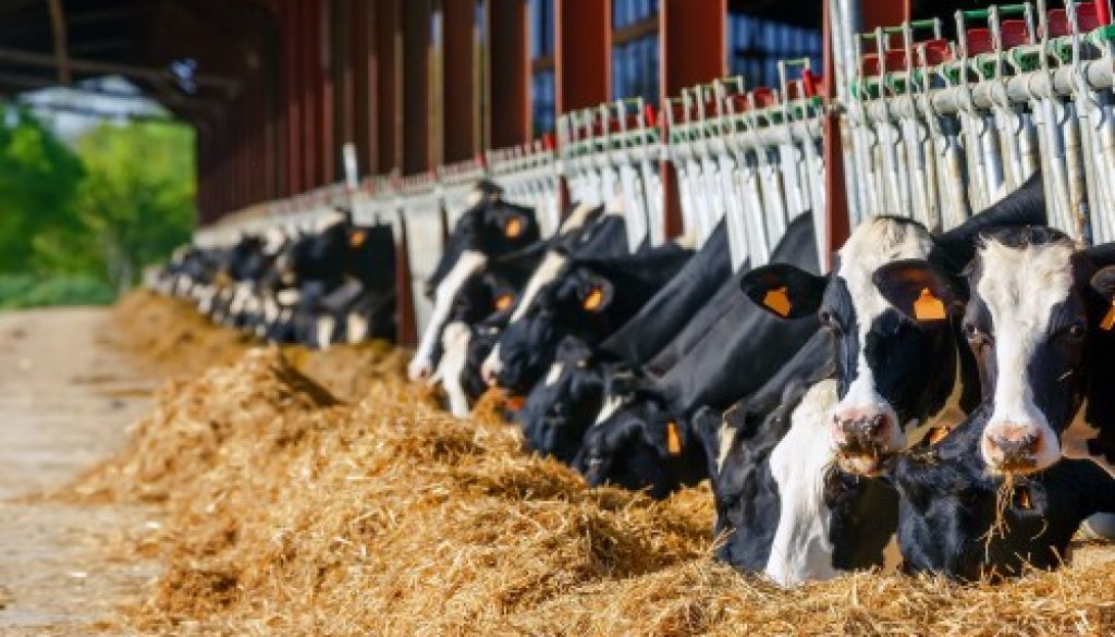 Agriculture : ce que prévoit la loi Duplomb