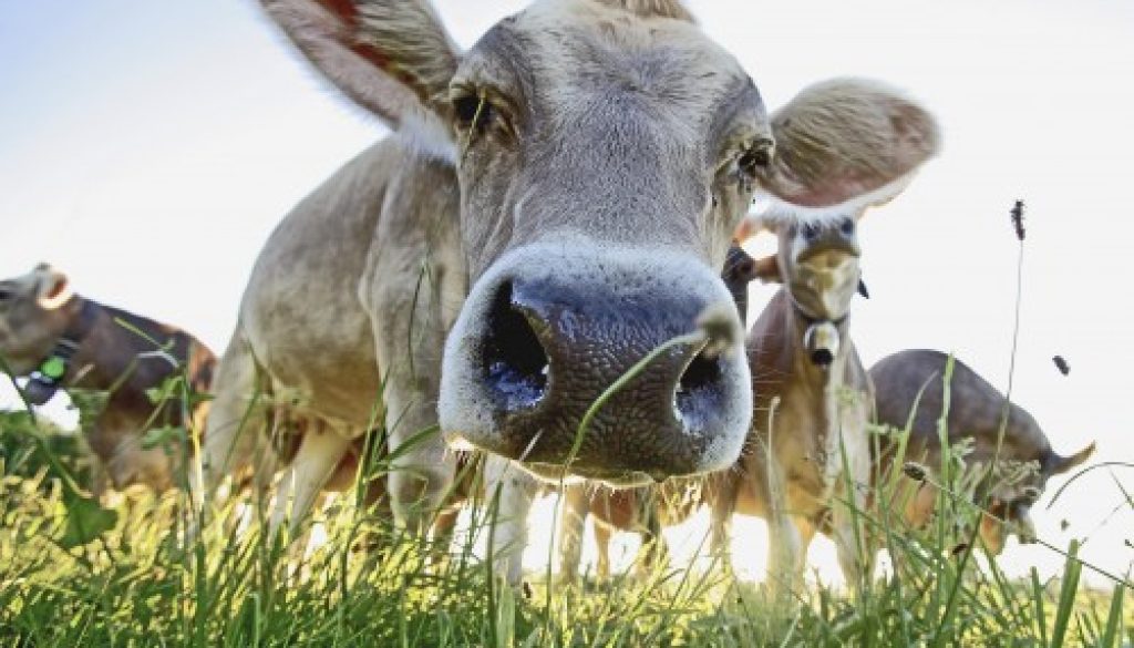 Élevage bovin : dépistage de la tuberculose bovine