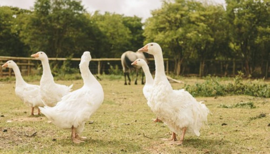Aviculture : allègement des mesures de prévention contre la grippe aviaire
