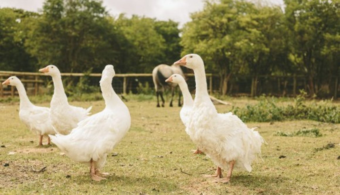 Aviculture : allègement des mesures de prévention contre la grippe aviaire