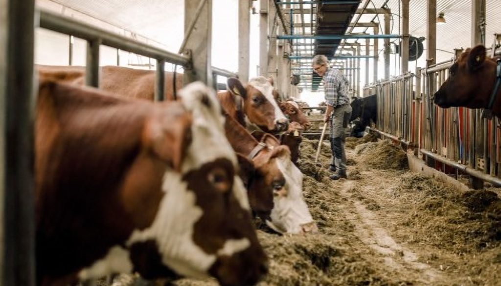 Elevage bovin : une nouvelle zone réglementée pour la DNC
