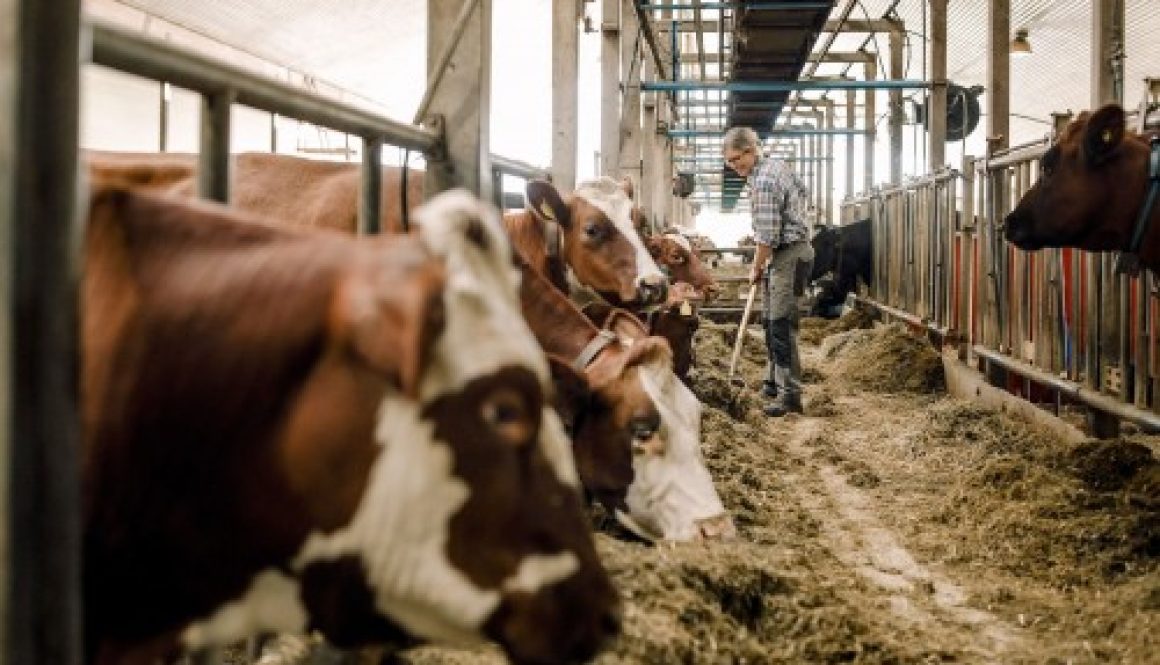 Elevage bovin : une nouvelle zone réglementée pour la DNC
